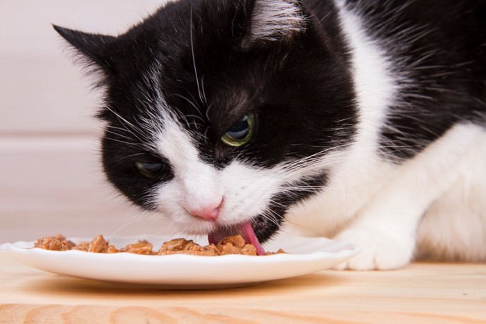 お皿のご飯を食べる猫
