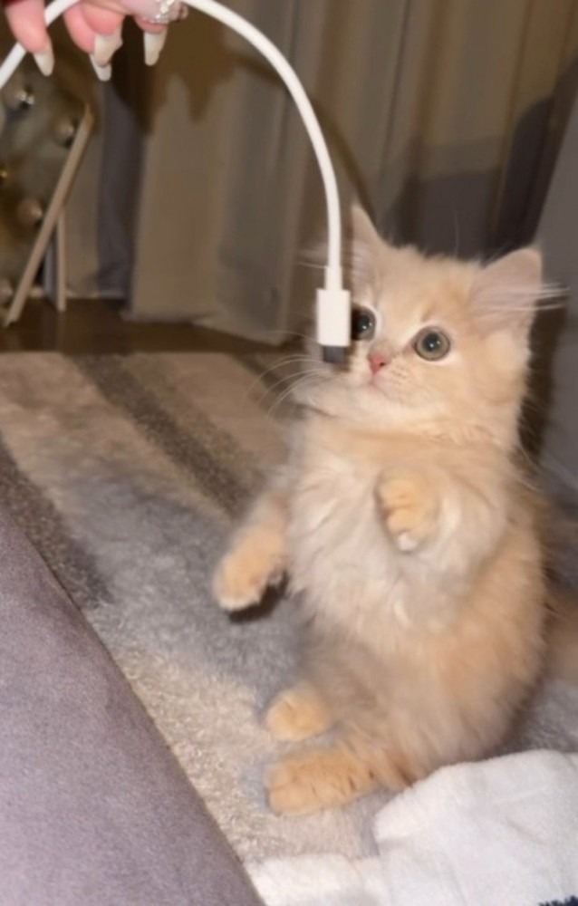 目を丸くしてスマホのコードを見つめる子猫