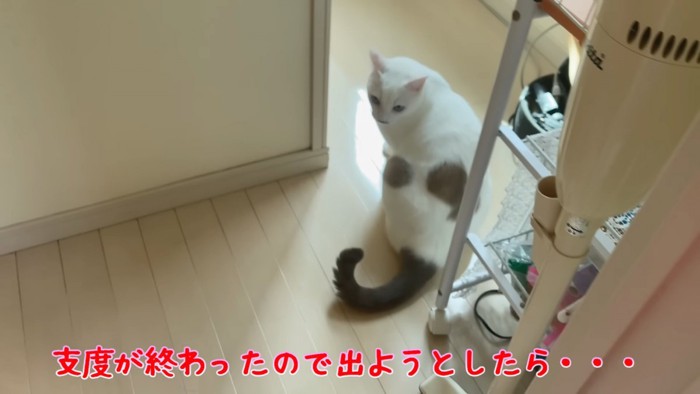 振り向く猫