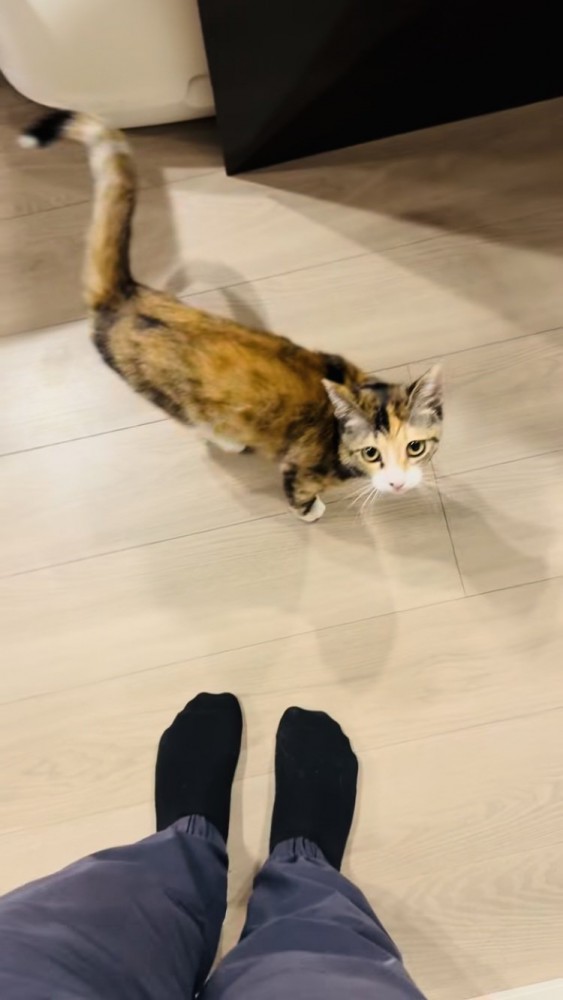 飼い主さんのほうを見る三毛猫