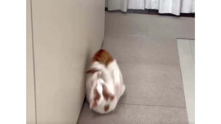 転がる猫
