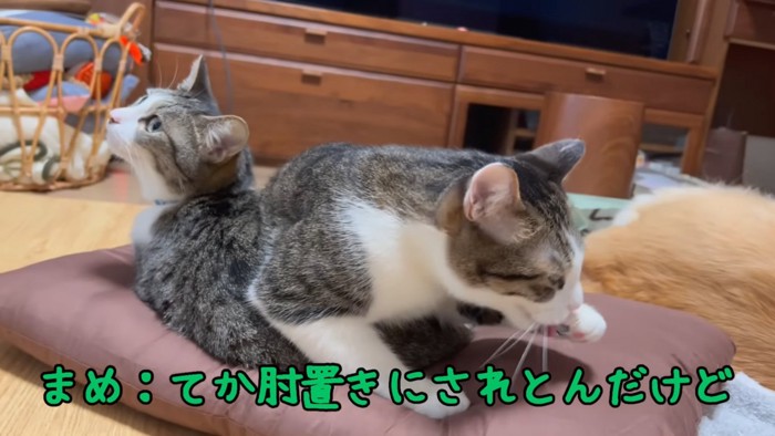 前足をなめる猫と振り向く猫