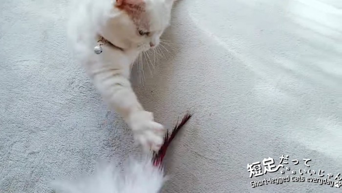 座って遊ぶ猫