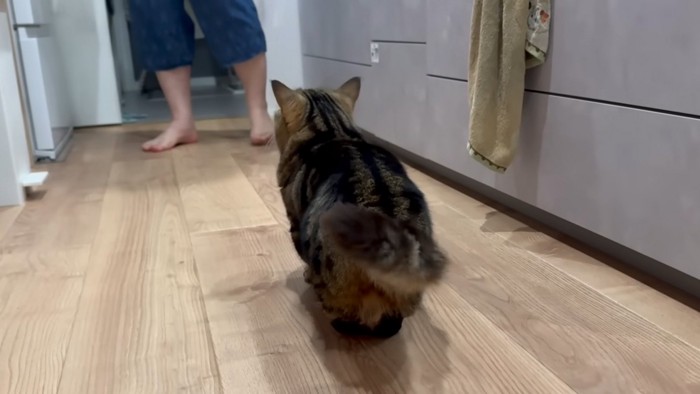 追う猫