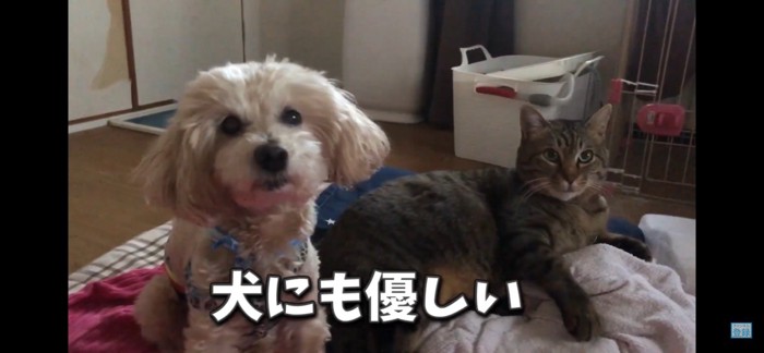 犬にも優しい