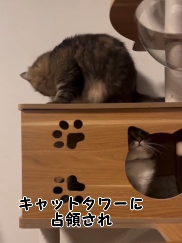 キャットタワーに乗る猫