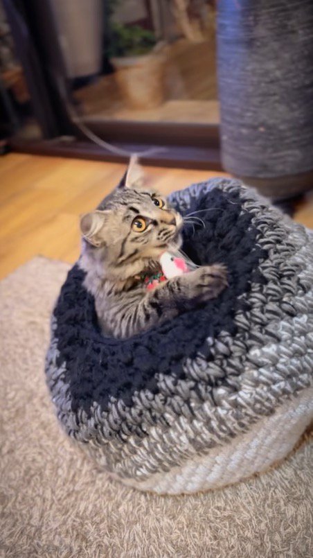 上から垂らされた猫じゃらしを見つめるキジトラ猫