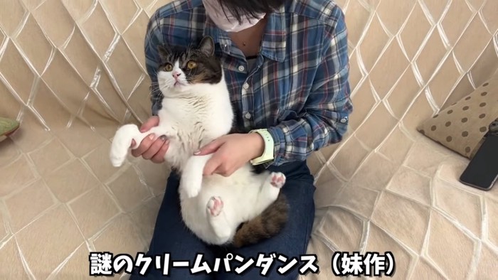 膝の上に乗る猫