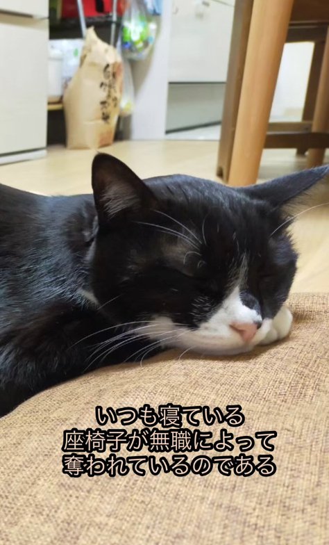 寝ている猫