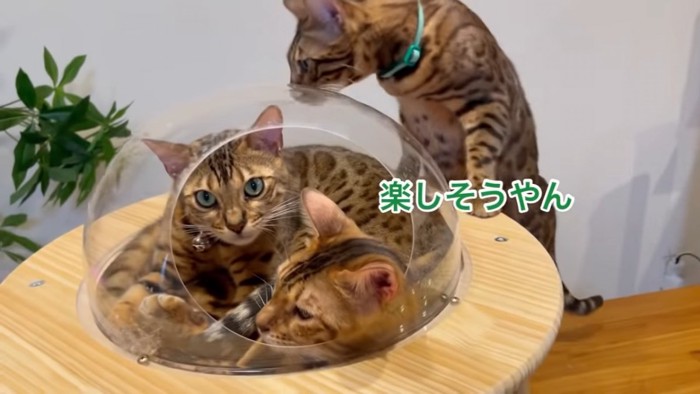 ハウスの中と外にいる3匹の猫