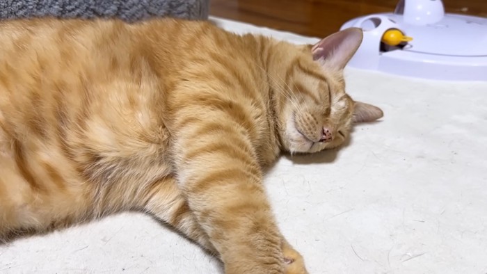 目を閉じて横向きで寝る茶トラ