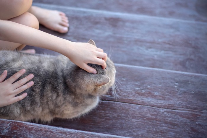 頭を撫でられている猫