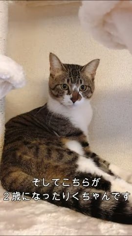 二歳になったりくちゃん