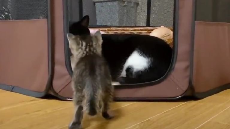 ハウスの中へ入る猫と見つめる子猫