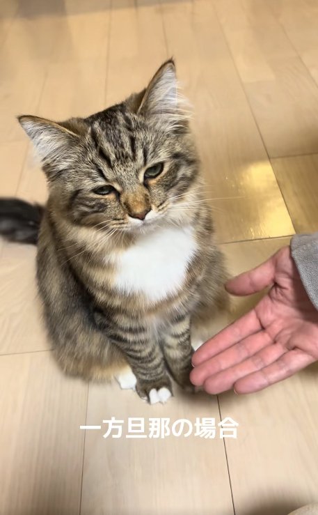 手のひらを差し出されて半目になってカメラの方に顔を向けている猫
