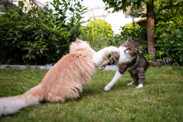 猫パンチしようとする2匹の猫