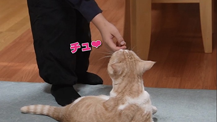 鼻を飼い主の指につけるスコティッシュフォールド