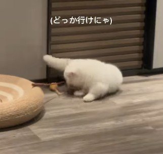 絡まったおもちゃを取ろうとする猫