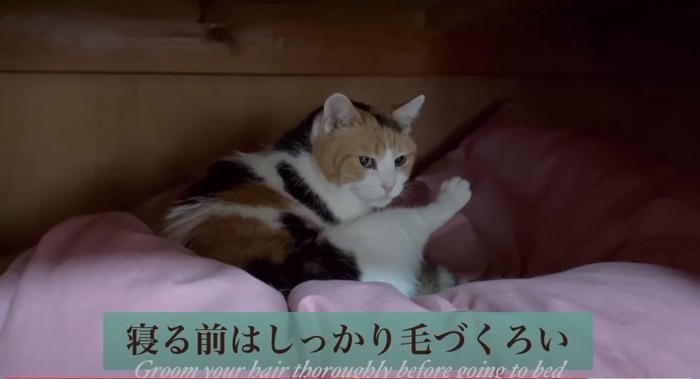 毛づくろいをする猫