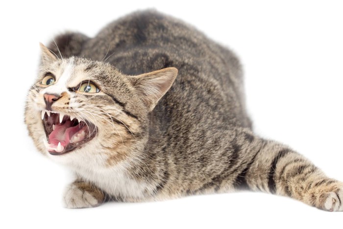 激怒した猫