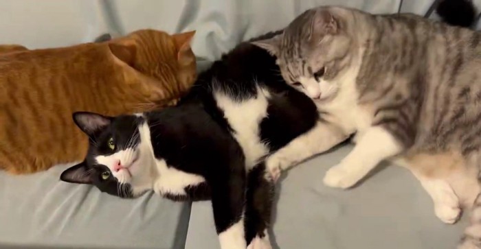 2匹の猫に毛づくろいされる猫