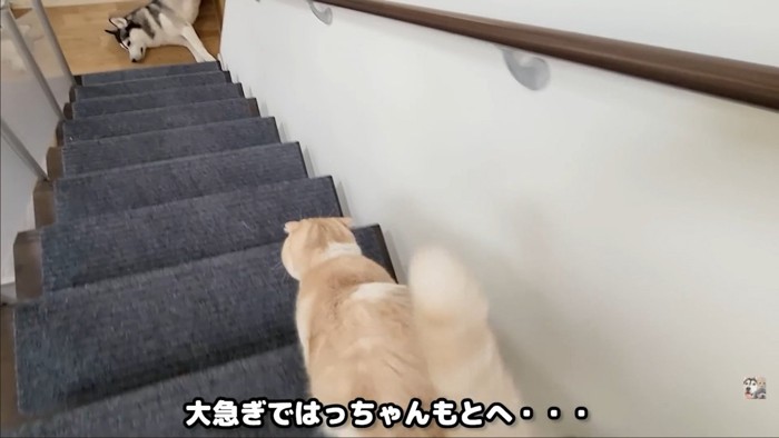 階段を下りる猫