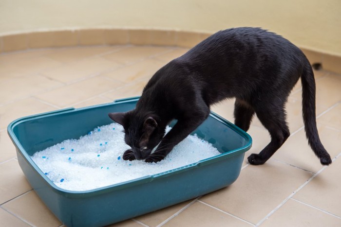 猫用トイレの匂いを嗅ぐ猫