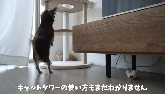 犬の動きを観察する猫