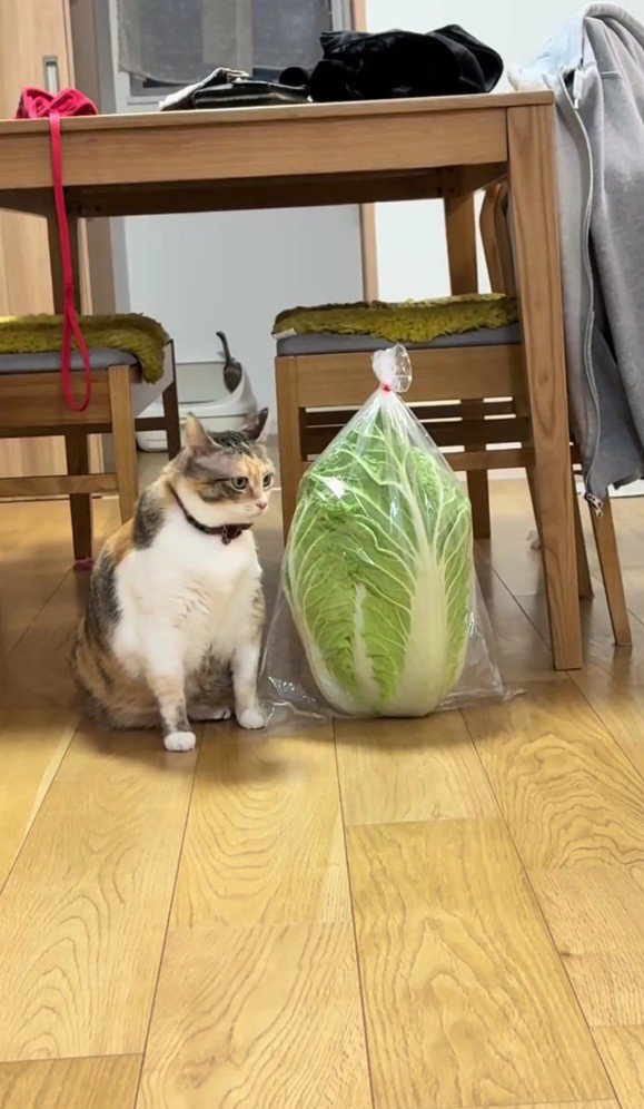 白菜とラフちゃん