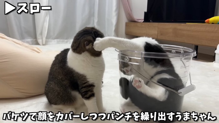 バケツの中からパンチする猫