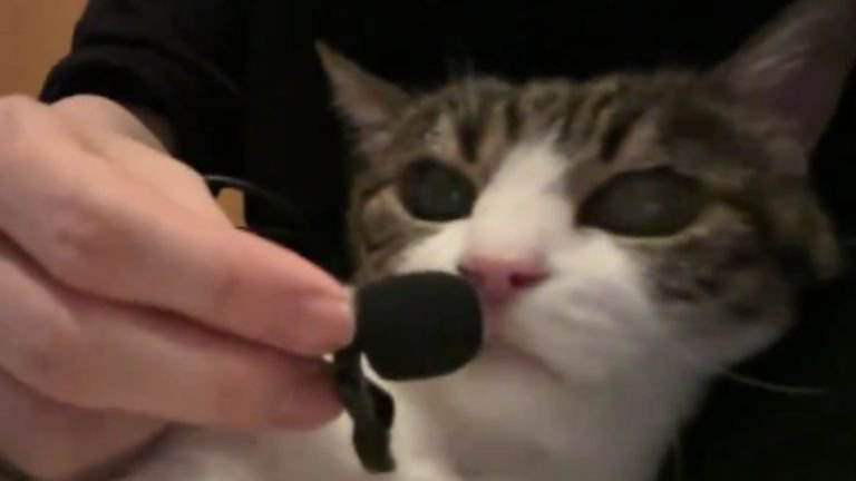 室内にいる猫