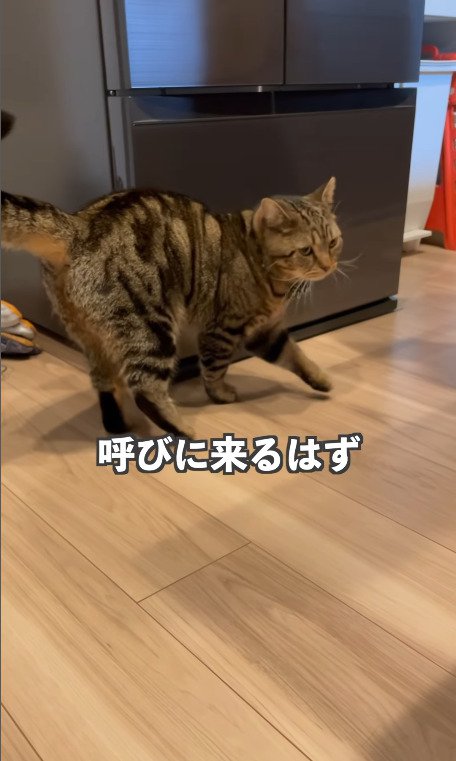 冷蔵庫の前を歩く猫