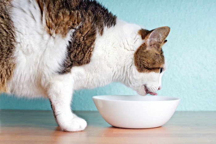 ご飯を食べる猫