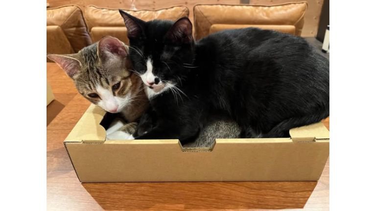 箱に入っている猫