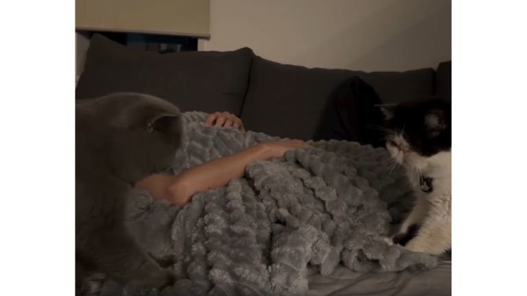 ベッドにいる猫たち