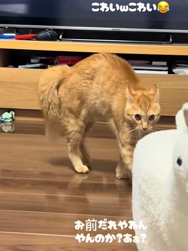 どんどん近づいてくる猫