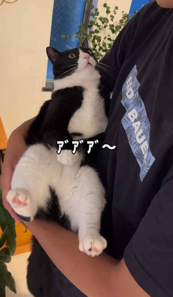 男性に抱っこされる猫「アアア～」の文字