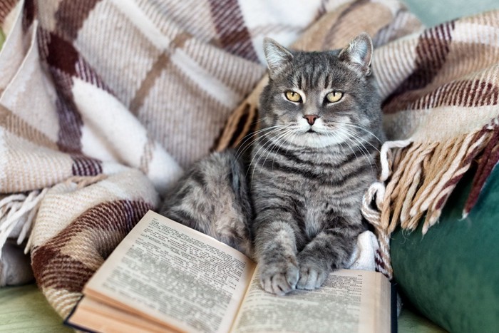 本に乗る猫