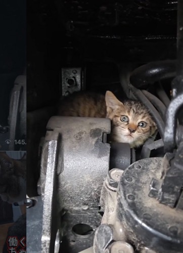エンジンルームに子猫