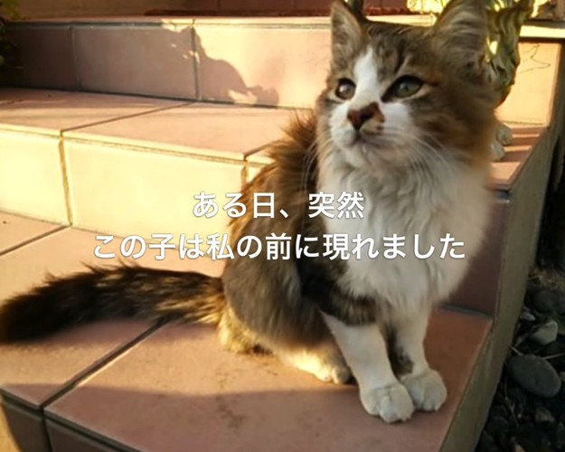 外で座る子猫