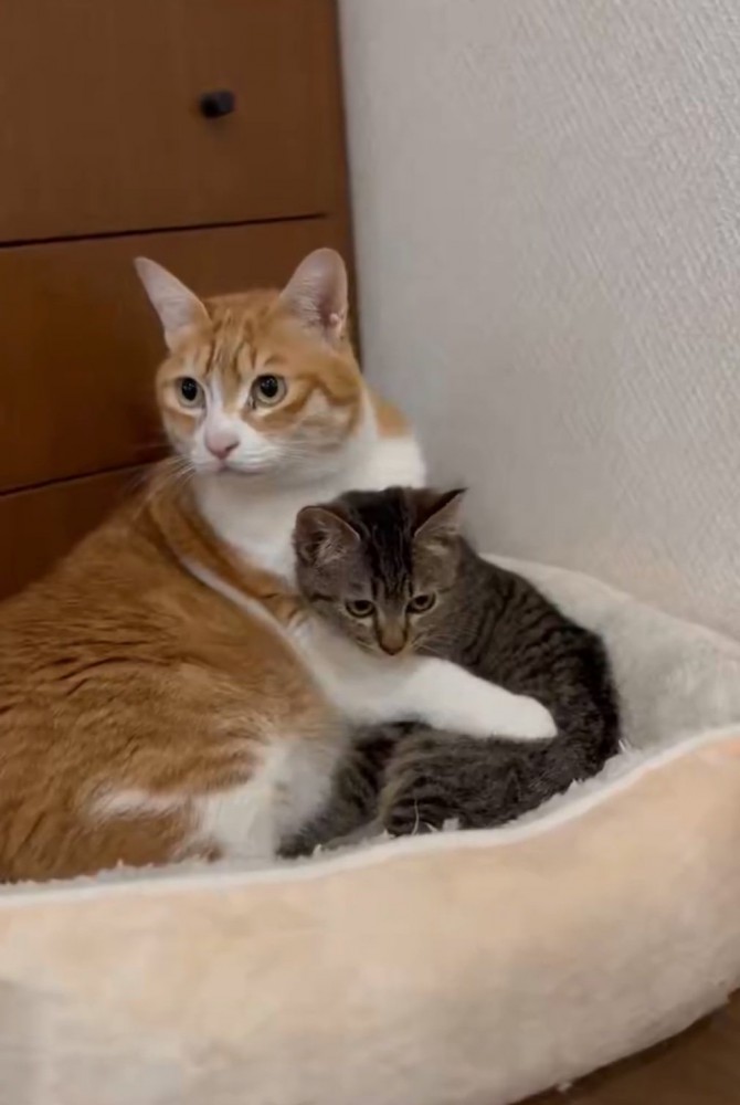 子猫を抱きしめる猫3