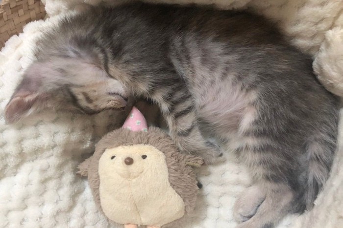 まるまって眠るサバトラの子猫