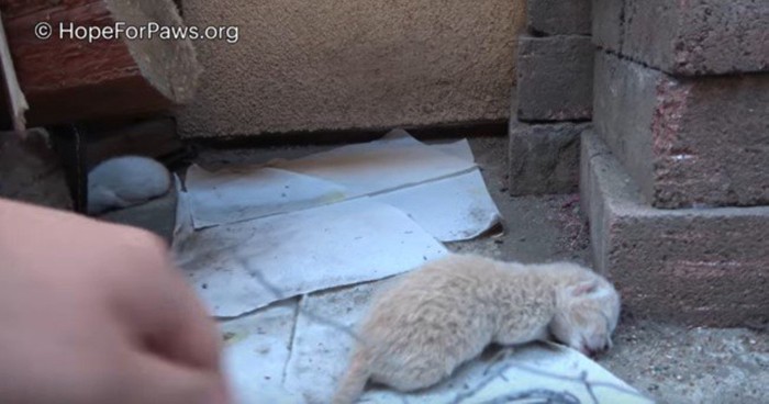 地面に転がる子猫