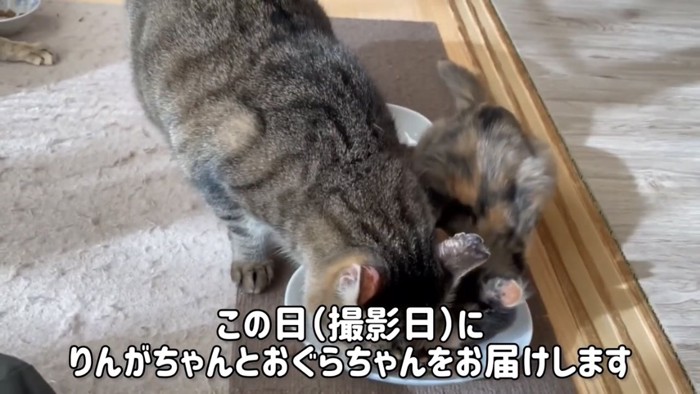 ご飯を食べる猫