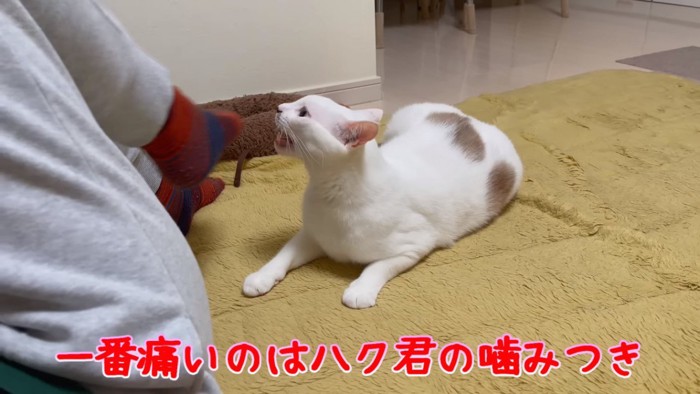 足を噛もうとする猫