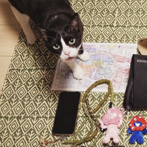 荷物と猫