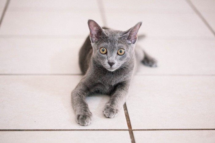 カメラ目線で床に伏せているコラットの子猫
