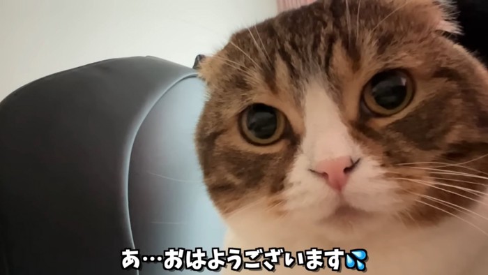 猫の顔