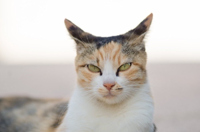 ご不満な猫1