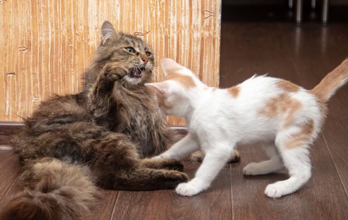 長毛の成猫と白い子猫